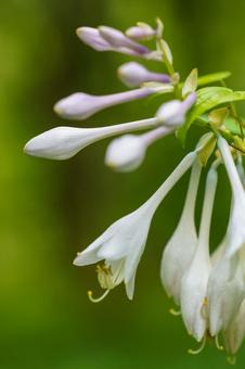 Photo, flower, plant, natural, 