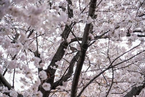 満開の桜と枝にとまる鳩 桜,さくら,満開の写真素材