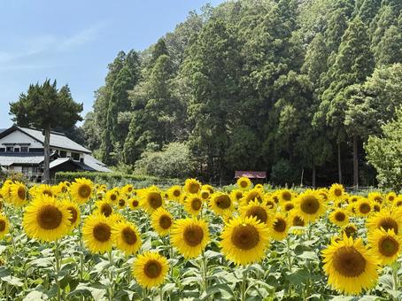 福井県 越前市の山奥のひまわり畑 福井県 越前市の山奥のひまわり畑 福井県,越前市,福井の写真素材