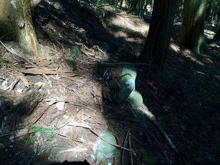 緑豊かな森の神秘的な光景 緑豊かな森の神秘的な光景 自然,森,林の写真素材