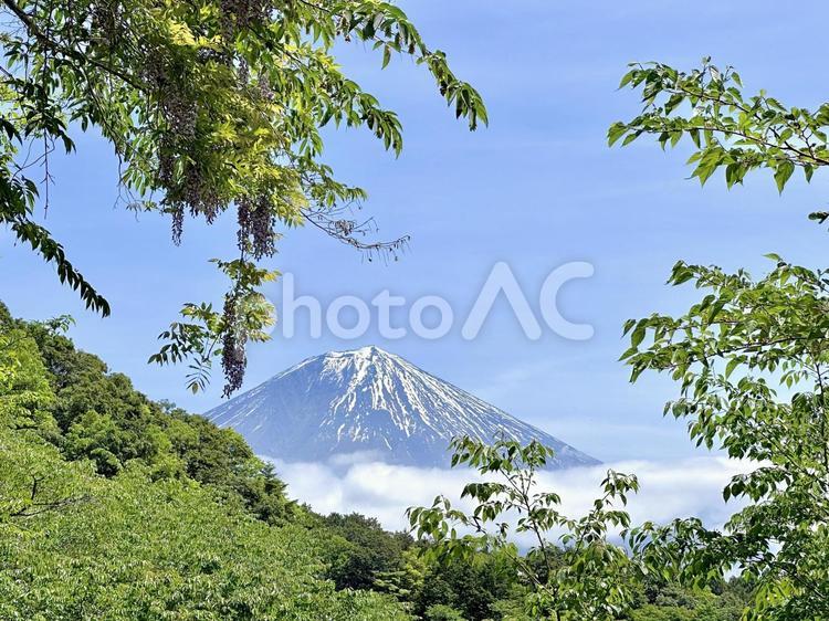 藤と春の富士山 富士山,自然,風景の写真素材