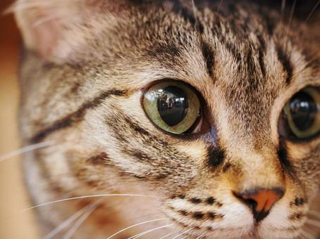 愛くるしい眼をした猫 愛くるしい眼をした猫の写真