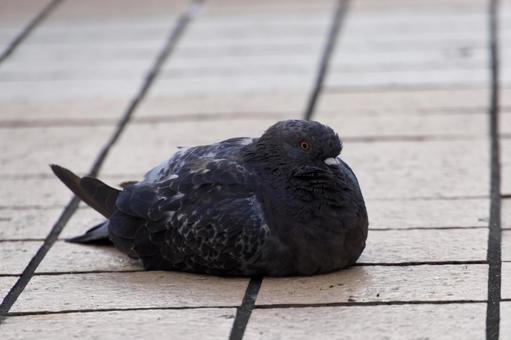 鳩 鳩 鳩,鳥,ハトの写真素材