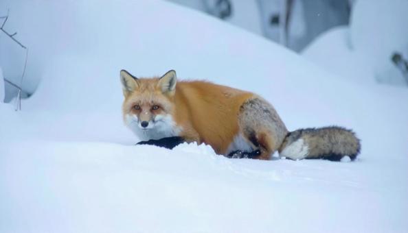 冬の雪の中のエゾキツネ 北海道 冬の雪の中のエゾキツネ 北海道の写真