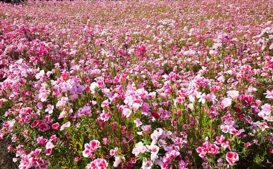 ピンクの花 ピンクの花の写真