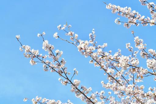 桜と空の写真