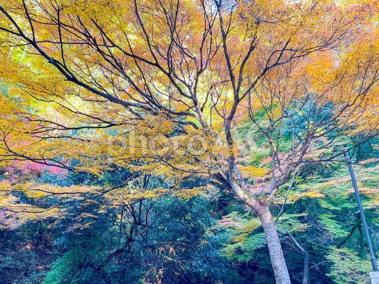 鮮やかな黄色のグラデーションが美しい紅葉 紅葉,黄色,秋の写真素材