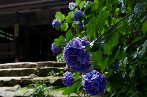 Photo, hydrangea, rainy season, june, 