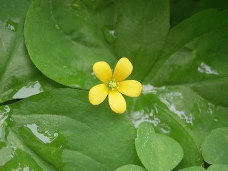 庭の草の花 庭の草の花の写真
