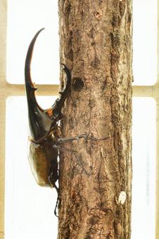 ヘラクレスオオカブト ヘラクレスオオカブトの写真