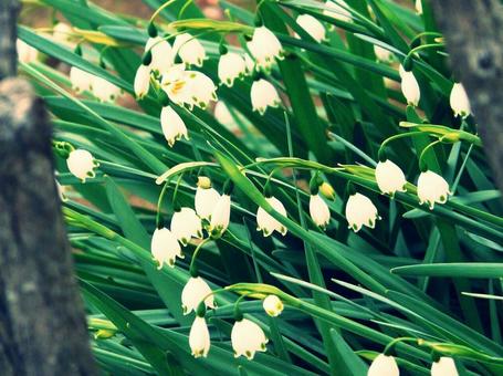 鈴蘭水仙 鈴蘭水仙の写真