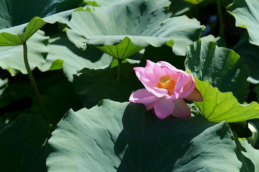 池に浮かぶ蓮の花 池に浮かぶ蓮の花の写真