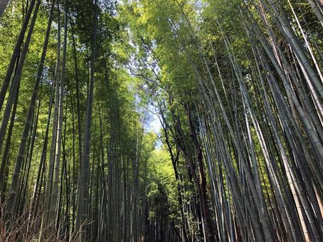 竹林 竹林の写真
