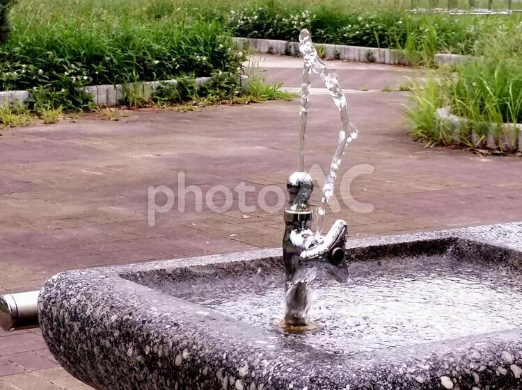公園の水飲み場・手前からのアングル 水,飲む,乾燥の写真素材