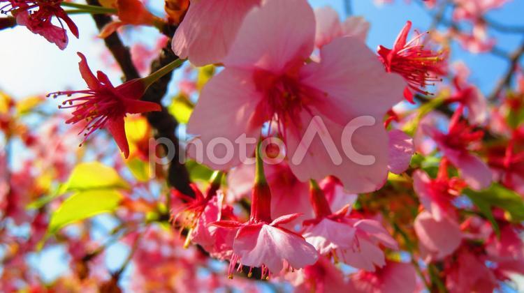 ３月中旬の河津桜の葉桜 背景,河津桜,葉桜の写真素材