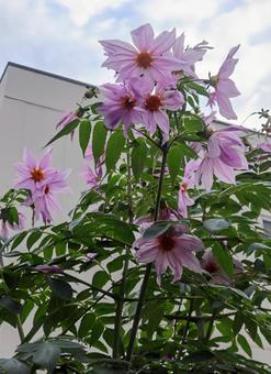 身長が高い 皇帝ダリア,花,flowerの写真素材