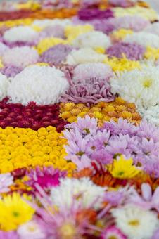 2025笠間の菊祭り6 菊祭り,笠間,秋の写真素材