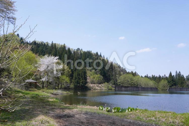 池に流れ込む桜の花びら12 桜,桜の花びら,散るの写真素材