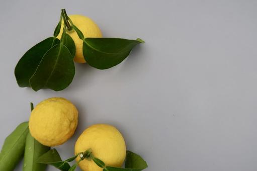 柚子　余白 柚子,ユズ,果物の写真素材