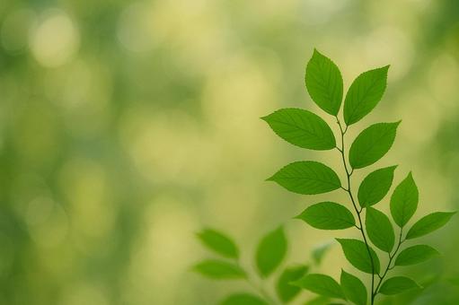 新緑の葉と背景ぼけの写真