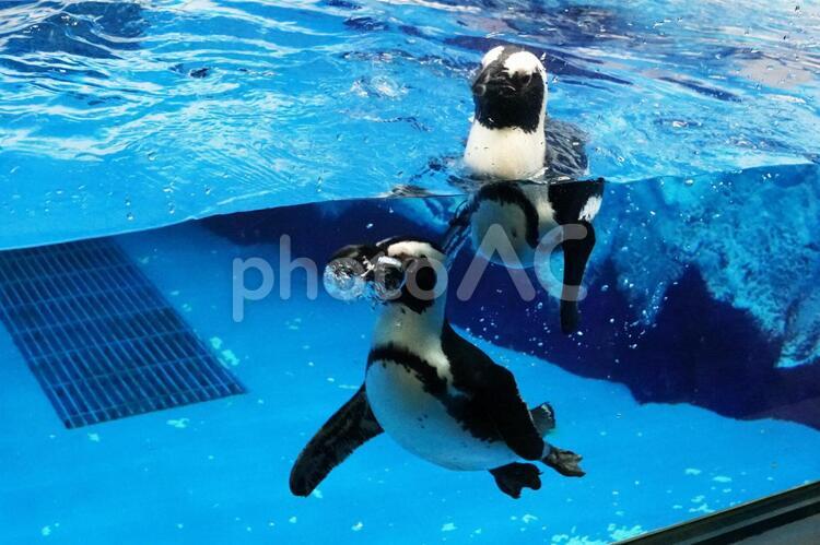 サンピアザ水族館 ペンギン,かわいい,観察の写真素材