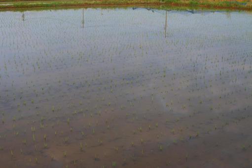 Rice Field, JPG
