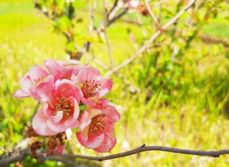 可憐なボケの花 木瓜の花,ピンク,花の写真素材