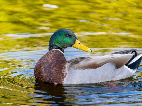 池を泳ぐマガモのオス マガモ,カモ,鴨の写真素材
