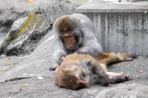 サルの毛づくろい サルの毛づくろいの写真