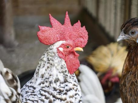 堂々とした赤いトサカの鶏 堂々とした赤いトサカの鶏 鶏,トサカ,雄鶏の写真素材