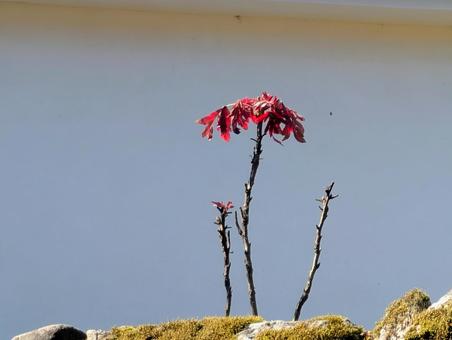 Photo, young trees, wood, branch, 