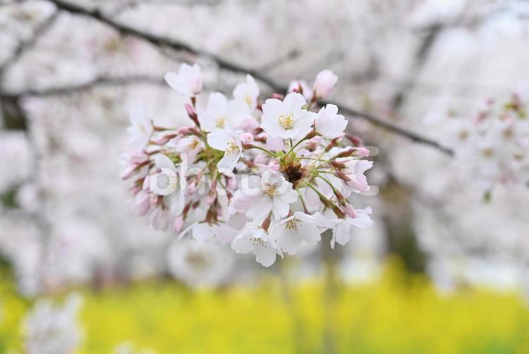 京都　平野神社　桜　2022年 京都,平野神社,桜の写真素材