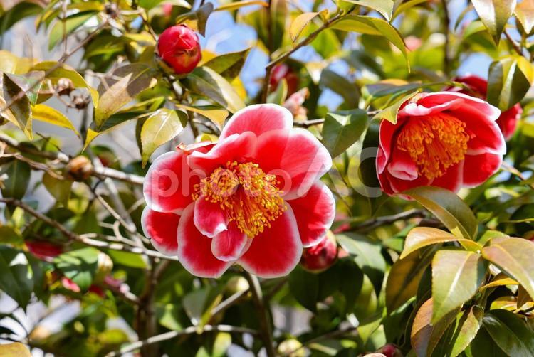 タマ・グリッターズ（紅白椿） 椿,ツバキ,タマ・グリッターズの写真素材