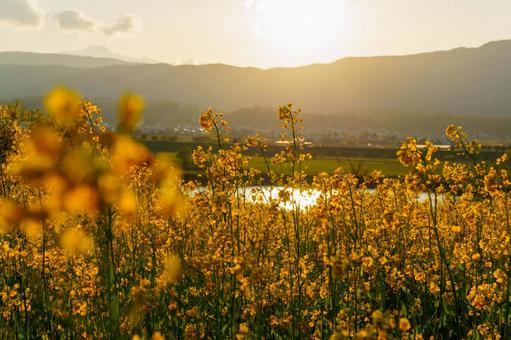 250504飯山市菜の花公園 長野県,飯山市,菜の花公園の写真素材