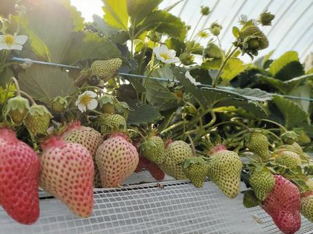 House cultivation strawberry 010, strawberry, strawberry picking, strawberry, JPG