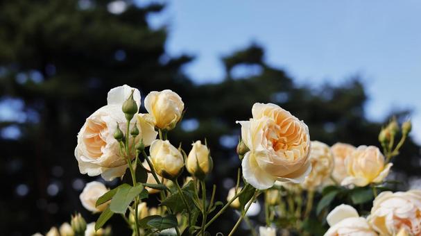 【花の写真】ばらの花 rose,植物,園芸の写真素材