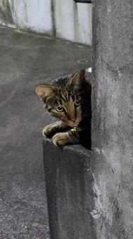 ねこ ねこの写真
