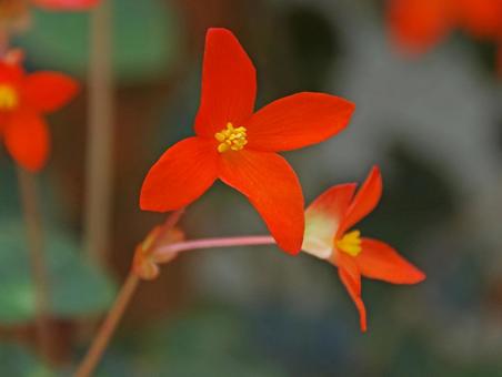 Photo, begonia, davisy, davisii, 