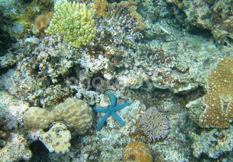 海の中のサンゴと青いヒトデ ヒトデ,ひとで,海の写真素材