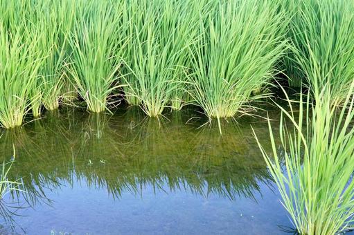 Photo, paddy field, rice, water surface, 