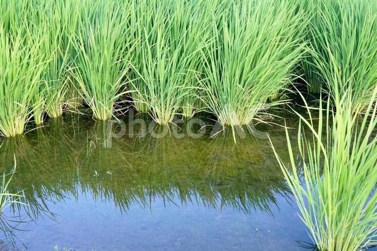 夏の水田と青々とした稲 田んぼ,稲,水田の写真素材