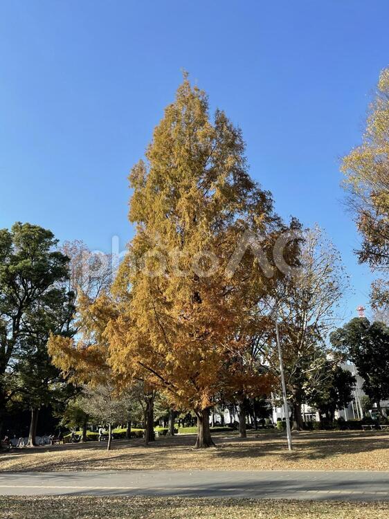 公園の大樹 公園,大樹,自然の写真素材