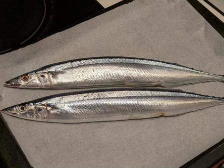 生サンマ 秋刀魚,サンマ,生サンマの写真素材