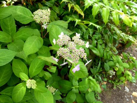 郊外の植え込みで咲き始めたヤマアジサイ 郊外の植え込みで咲き始めたヤマアジサイ ヤマアジサイ,紫陽花,花の写真素材
