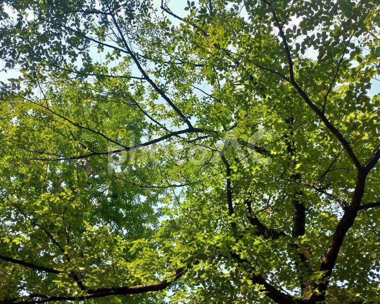 木漏れ日 木漏れ日,山,自然の写真素材