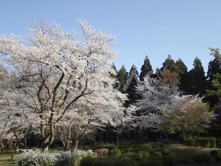 さくら風景 春,花,さくらの写真素材