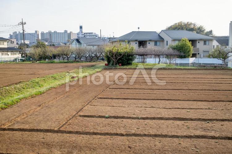 住宅街の中の畑 畑,農業,住宅地の写真素材
