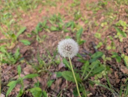 Dandelion fluff, JPG