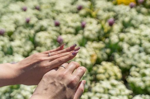 春の花畑で誓う愛の手① 春の花畑で誓う愛の手①の写真