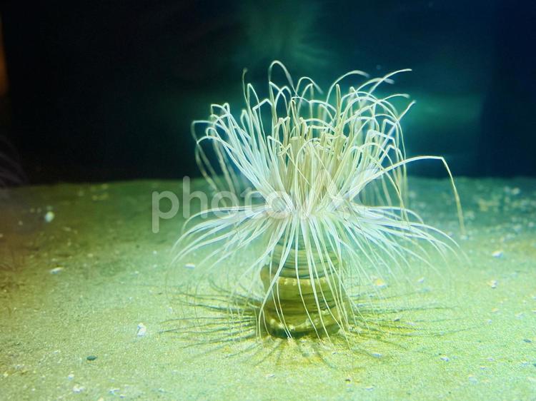 神秘的なイソギンチャク 海中生物,触手拡張,放射状構造の写真素材